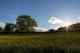 Wildflower meadows Swaledale Yorkshire Dales at Golden Hour