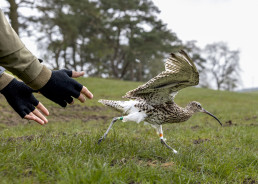 Released curlew with rings and GPS tag. Curlew GPS tagging in the Yorkshire Dales.