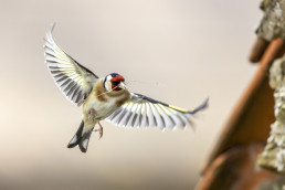 Gold finch in the garden collecting nesting material