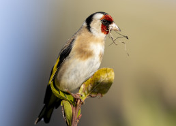Gold finch in the garden collecting nesting material
