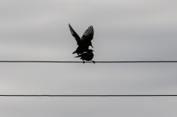 Mating starlings on telegraph wires