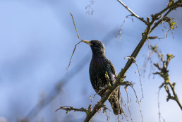Starling with nesting material