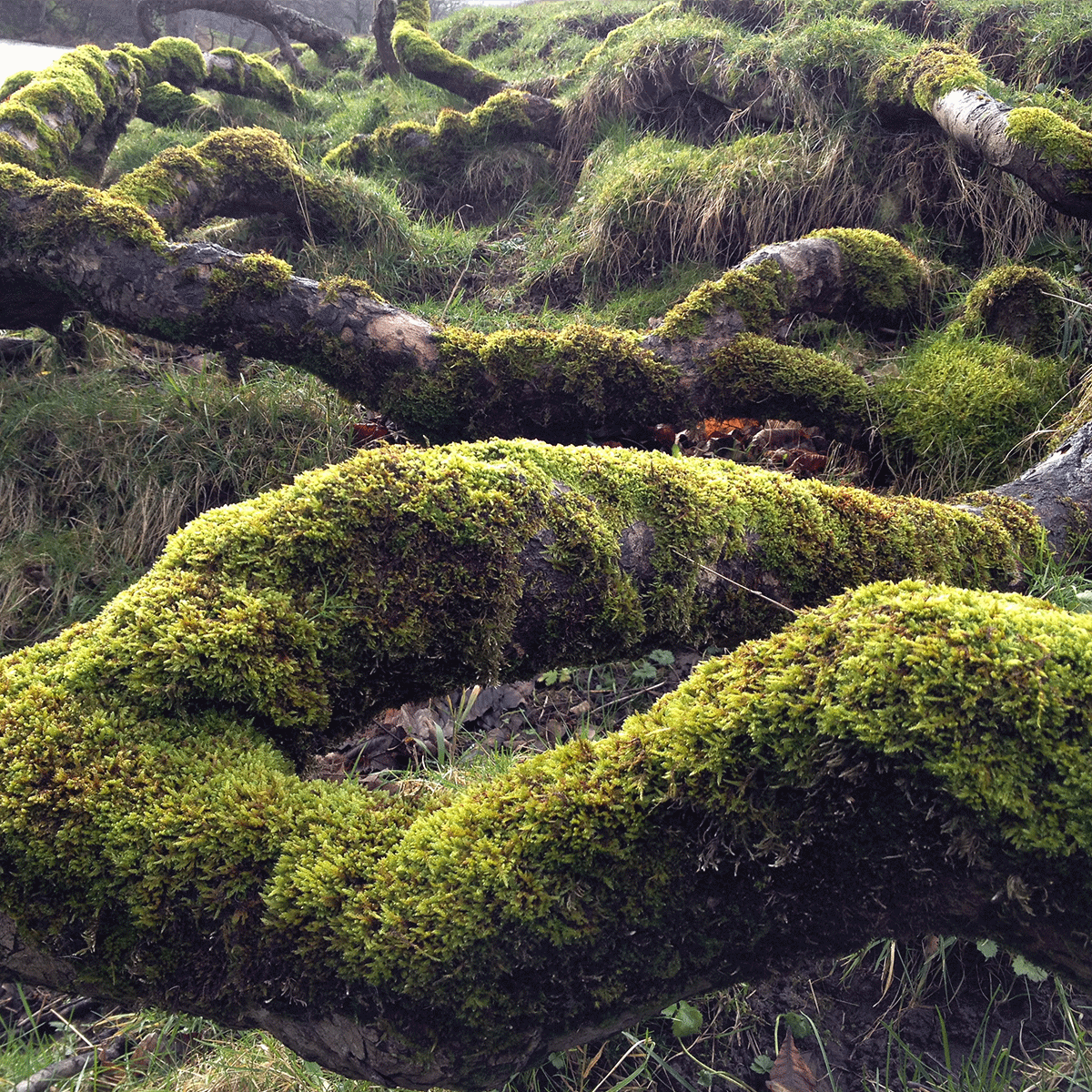 3D animated gif of moss covered roots in Addingham