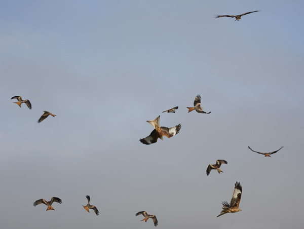 Red Kites in flight in the Brecon Beacons