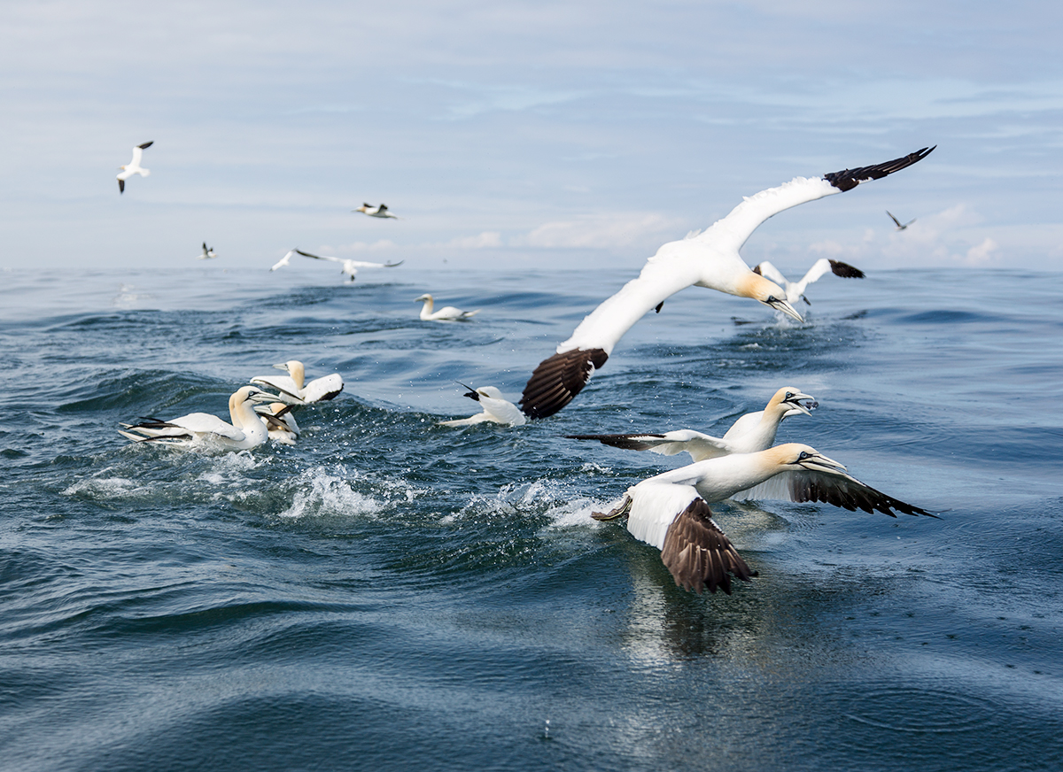 Gannet taking off at sea